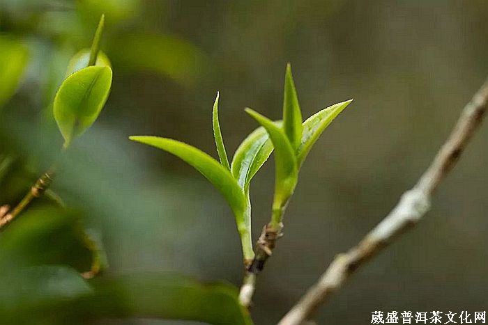 細(xì)品「倚邦貢茶」之帝王氣息！