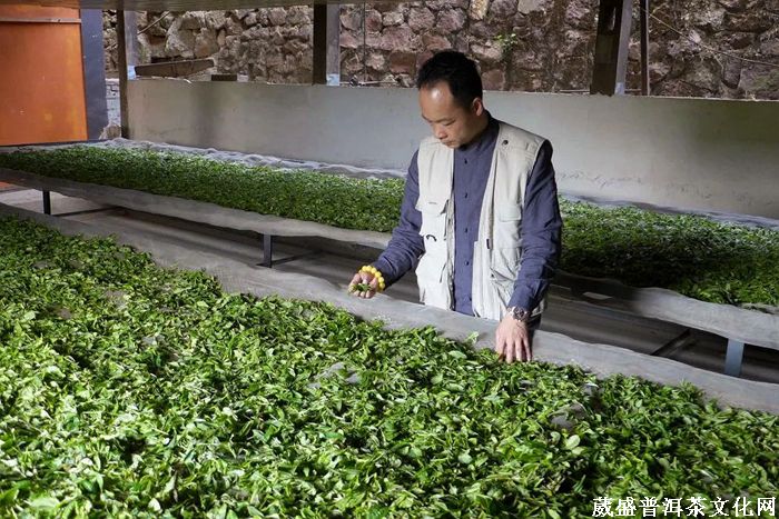 預(yù)告||2020年云南一山一味春茶品評(píng)推薦會(huì)