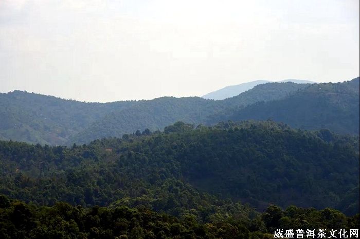 普洱，一片葉與一座城的復(fù)興之路！