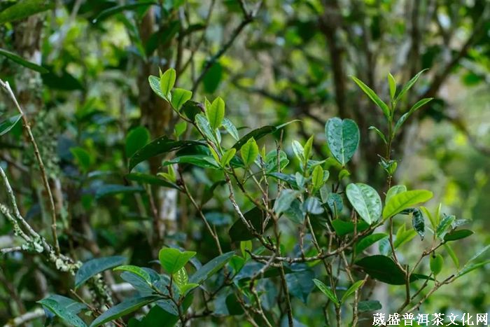 茶訊‖云南趕超貴州，2019年茶園面