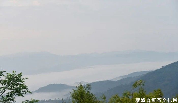 《云南茶界名人錄》︱張明春：茶葉、藝術(shù)、文化，三者并行齊力助推云茶發(fā)展